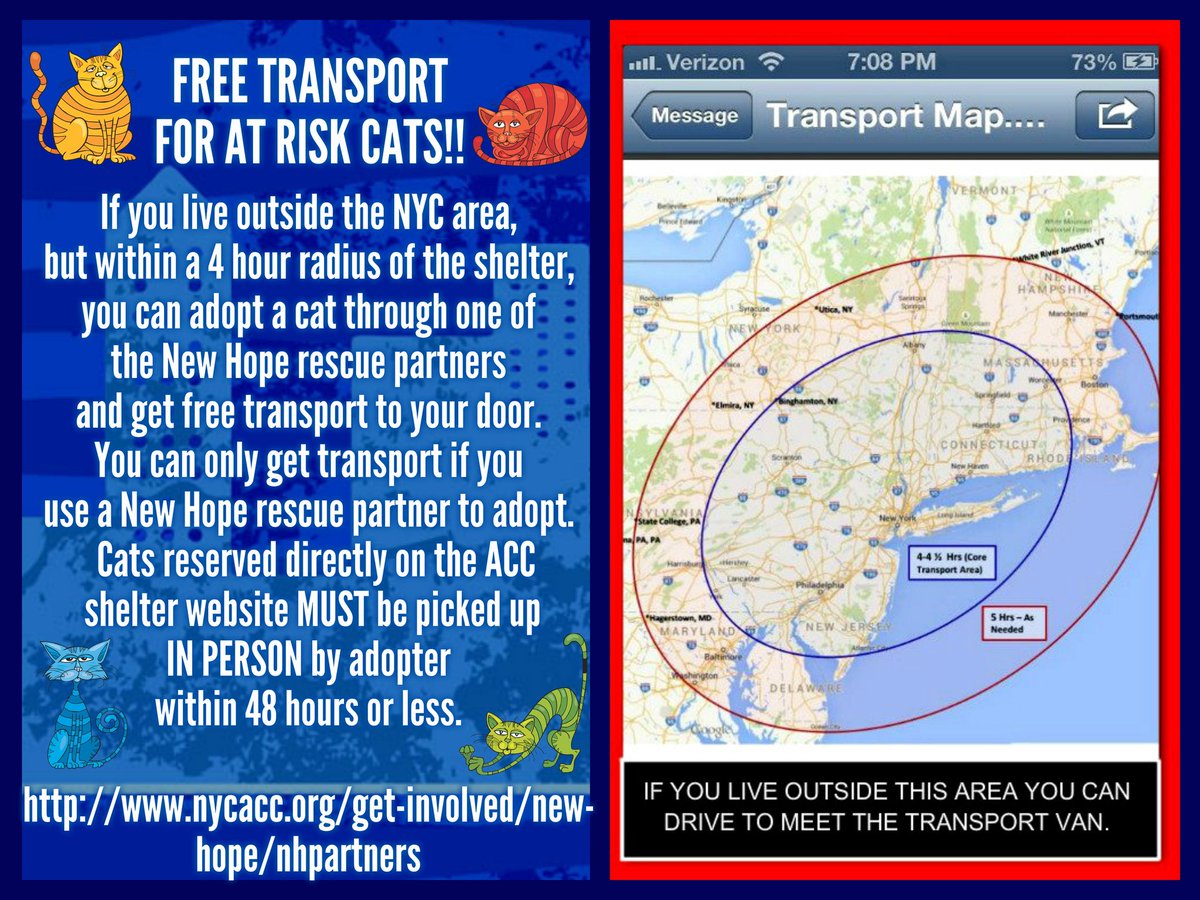 Catherine_Riche's tweet photo. The #NYC ACC #cats &amp; #kittens are in urgent need of fosters &amp; adopters. Free transport available to certain states. https://t.co/7kJmbY374v