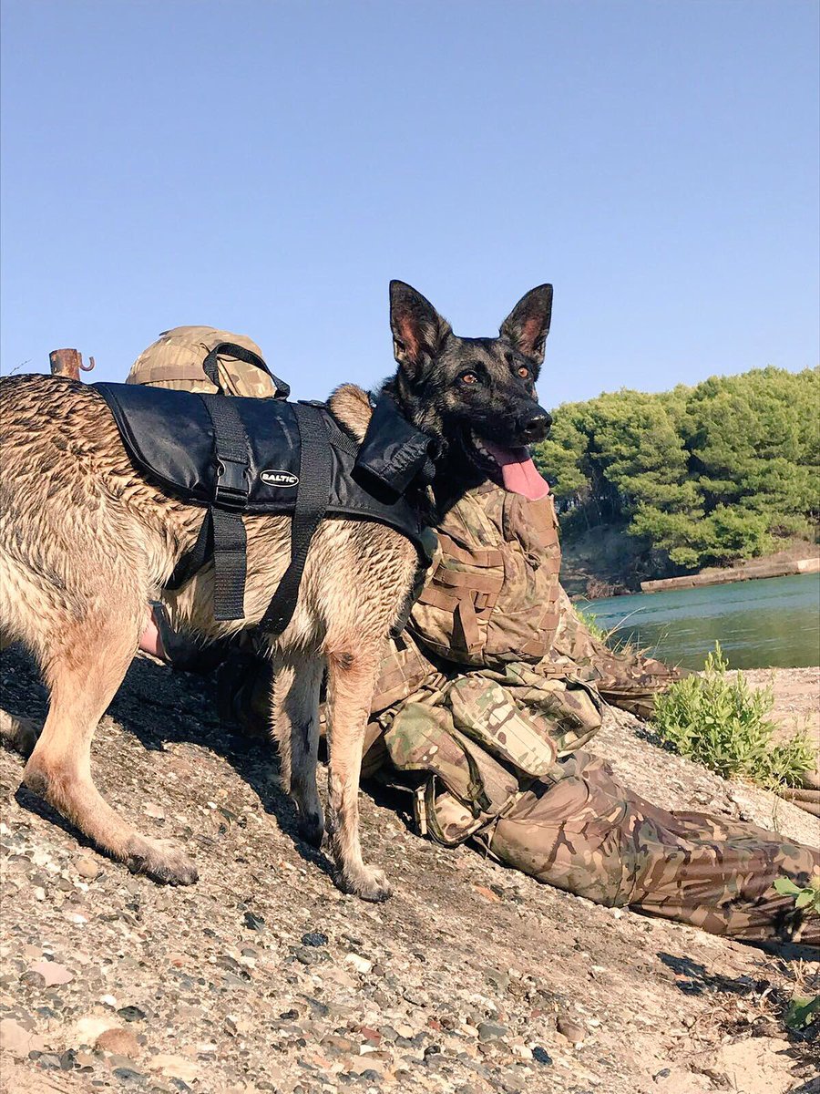 59_Cdo_Sqn's tweet photo. Joint Enablers from @1MWD_Reg have deployed with us on Ex AL 18. Living on @RFALymeBay, conducting STOM and integrating into A Coy @40commando. ⬆️ capability and great training value. Just another day for Pearl and Indy 🐕 #unitedweconquer #JFEG https://t.co/NKqchpwsil
