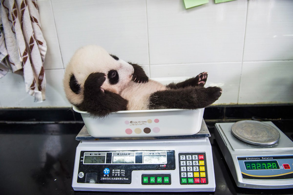 Here’s how you weigh a baby panda.(:  @Amivee)