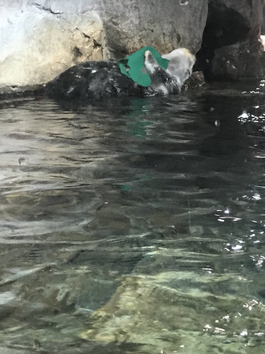 sarahanernanner's tweet photo. This otter LOLing is basically me when I realized I was able to squeeze in a trip to the @GeorgiaAquarium while in Atlanta for #thatCC and #FirstImpressionsConference https://t.co/dQdd8gf2Qn