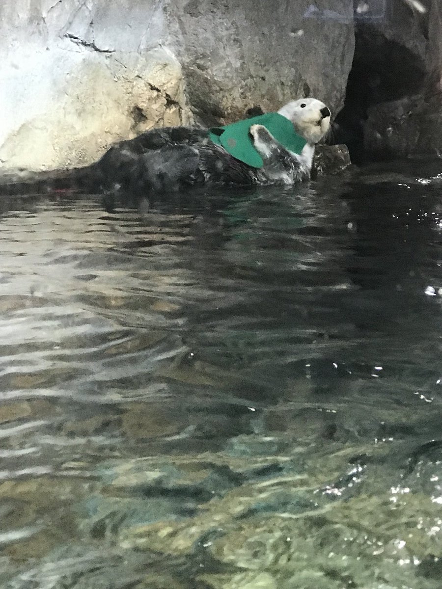 sarahanernanner's tweet photo. This otter LOLing is basically me when I realized I was able to squeeze in a trip to the @GeorgiaAquarium while in Atlanta for #thatCC and #FirstImpressionsConference https://t.co/dQdd8gf2Qn
