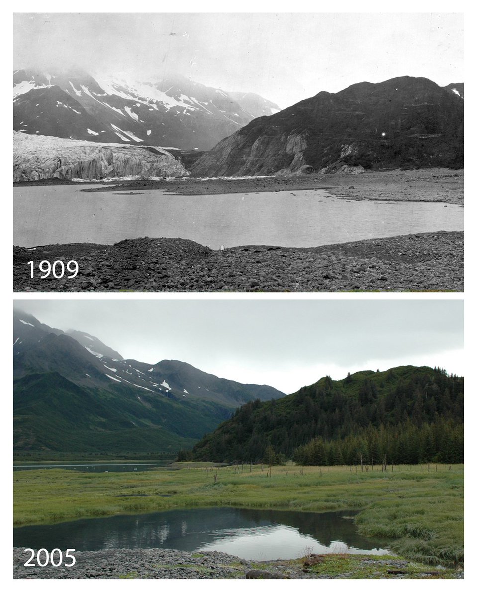 #ScienceSaturday Park staff use #RepeatPhotography to study change at 78 established sites—mostly glaciers—in the park. We take a new round about every 10 years on average, and our library consists of over 200 photos, some over 100 years old! This pair is from Pedersen Glacier.