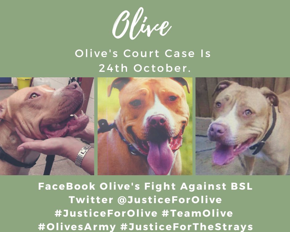 JusticeForOlive's tweet photo. The countdown is on for Court. Join us on FaceBook Olive's Fight Against BSL
#JusticeForOlive #TeamOlive
#OlivesArmy #JusticeForTheStrays https://t.co/HX5ZxZPG2g