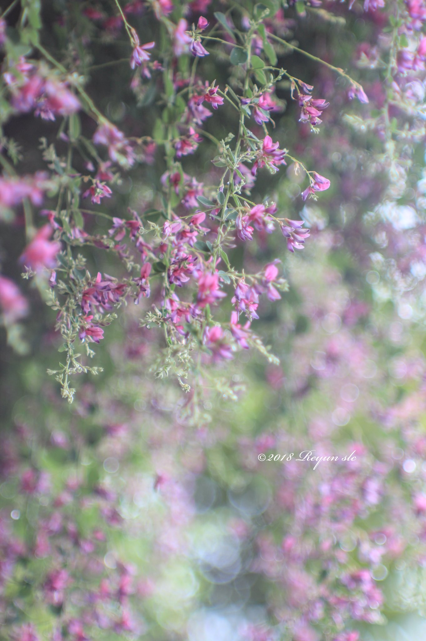 Reyun 草冠に秋という花 萩という漢字 まさに秋の花を表すのだということに改めて気がついた朝です おはようございます 萩 雨の日撮影 Eoskissx5 Jupiter9 オールドレンズ倶楽部 18年9月27日 縦写真です ポチッとなm M T Reyun 草冠に秋という花 萩という漢字 まさに秋の花を表すのだということに改めて気がついた朝です おはようございます 萩 雨の日撮影 Eoskissx5 Jupiter9 オールドレンズ倶楽部 18年9月27日 縦写真です ポチッとなm M T