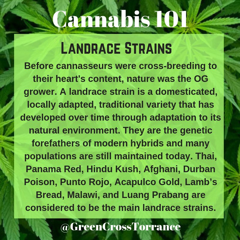 CrossTorrance's tweet photo. #Cannabis101: Have you tried straight-up nature-grown herb? #Landracestrains are the originals, the strains that have evolved with us for millennia and now are the parents of thousands of cross-bred baby #strains. We currently have Durban Poison by @upnorthhumboldt! https://t.co/8hgVBg7ibr