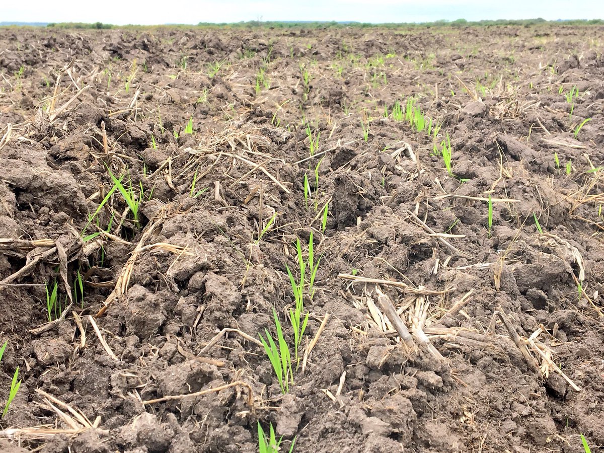 L_Matias_1988's tweet photo. Primeros nacimientos de #arroz en el norte del país #ricefields https://t.co/6weCxUwrDf