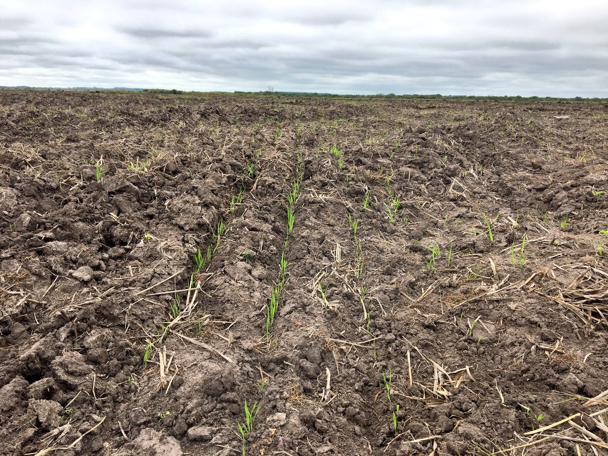 L_Matias_1988's tweet photo. Primeros nacimientos de #arroz en el norte del país #ricefields https://t.co/6weCxUwrDf