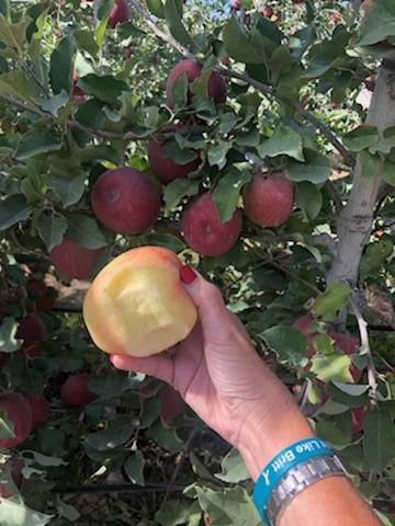 CathyB_PMA's tweet photo. Last stop: @cmiorchards. A big thank you to George Harter for everything: the special visit, spectacular views and apples! #freshproduce https://t.co/npxmpKFpbW