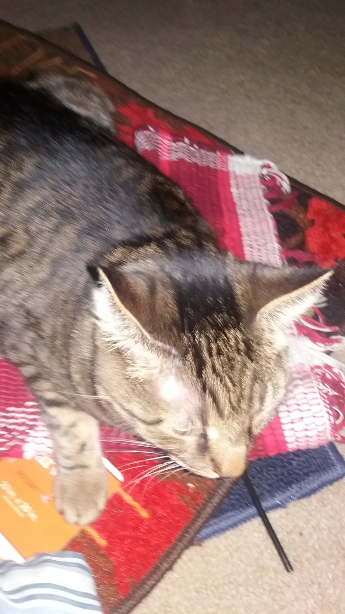 thesnackpak5's tweet photo. Astro with three of his rugs. He is pulling them all together so his sisters wont sit on them. #rugaddict https://t.co/jRKGVYWqAE