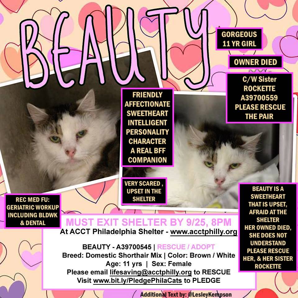 brendaoncats's tweet photo. #PHILLY #cats #saveme #pledge #foster #adopt #helpeme https://t.co/N8extiI6yr