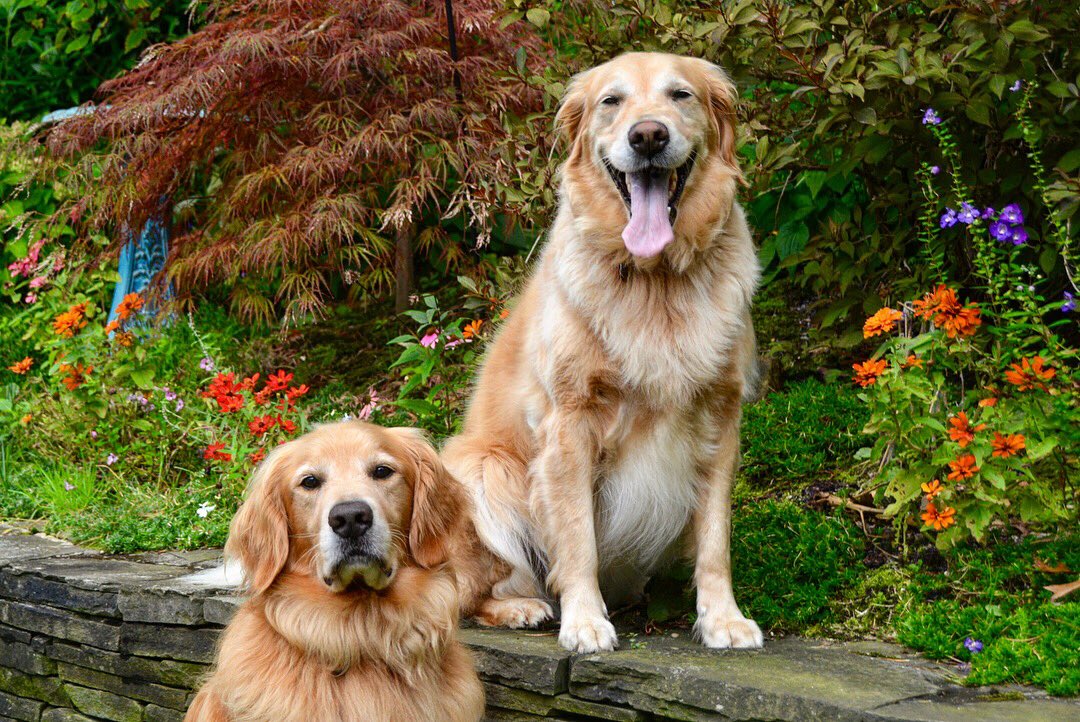 HamptnRetrievrs's tweet photo. Wacky Face Wednesday followed by the blooming shot we were looking for
🐾🤪
#sillydog #funnyface #wackyfacewednesday #topmodel #notcooperating #bloopers #flowers #garden #stillblooming #rescuedog #goldenretriever #eastquogue #hamptons #bestwoof #dailyfluff #gloriousgoldens https://t.co/l19ocJD6vI