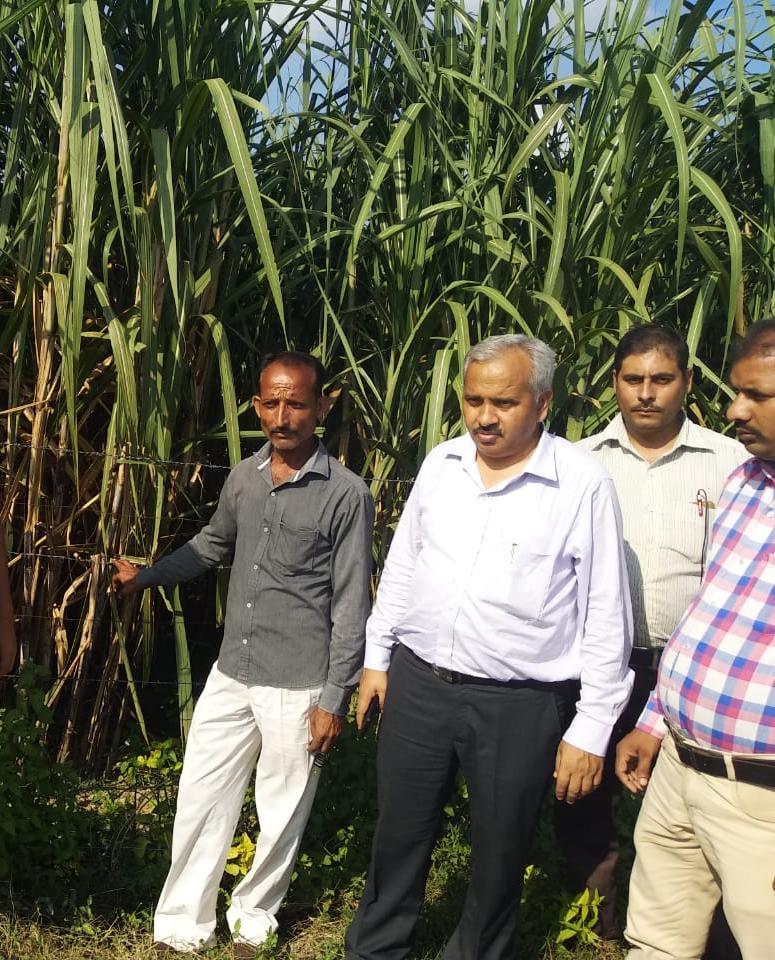 RING PIT METHOD SUGARCANE CULTIVATION | Sugarcane Farming Guide - YouTube