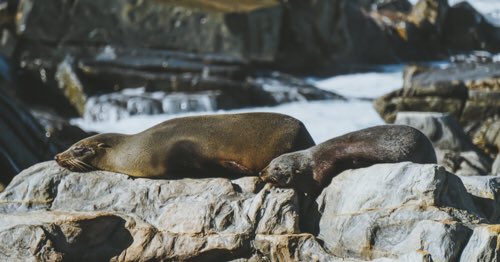 MPred Lab IMAS tweet media