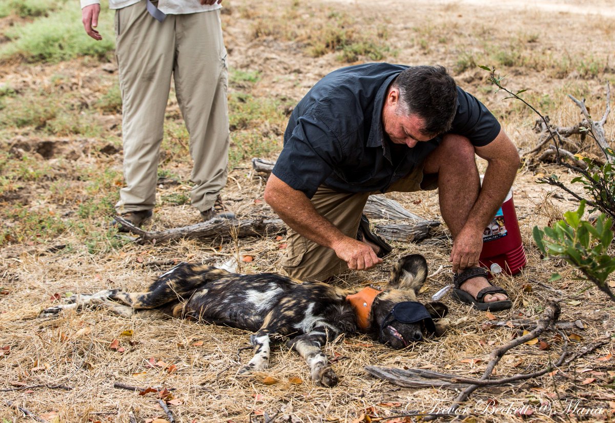 PW_Conservancy's tweet photo. The #PaintedWolfConservancy makes efforts to monitor the #wilddogs in #ManaPools. By collaring them, we are able to track the movements of various packs, identifying any instances of unnatural disturbance or loss of life.
#BushlifeConservancy https://t.co/xXH6bjzENK