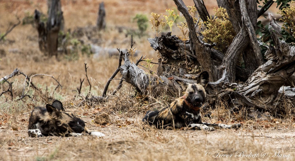PW_Conservancy's tweet photo. The #PaintedWolfConservancy makes efforts to monitor the #wilddogs in #ManaPools. By collaring them, we are able to track the movements of various packs, identifying any instances of unnatural disturbance or loss of life.
#BushlifeConservancy https://t.co/xXH6bjzENK
