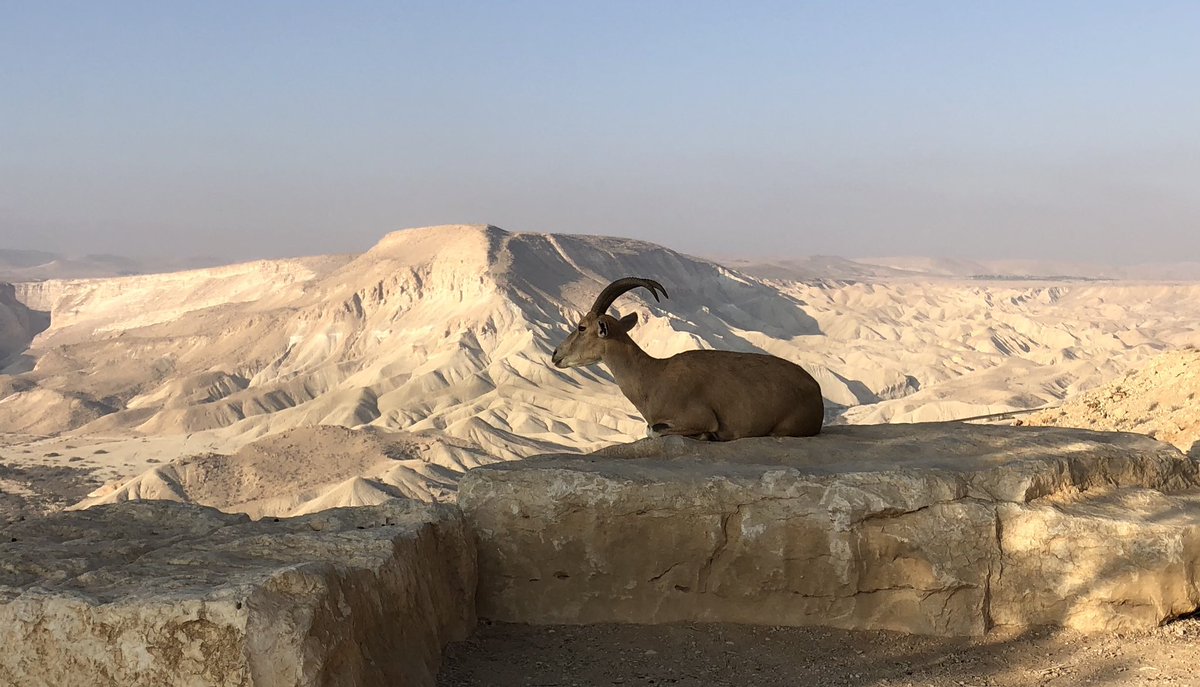 space_tree's tweet image. דוגמן הבית