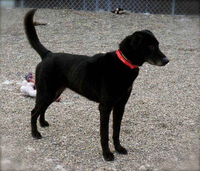 shirindogtales's tweet image. Why Do Dogs Raise Their Hackles?
When a dog raises the hair on the back of his neck does it mean he is being aggressive? What does it mean when dogs do that? Get your answer in this simple video on dog body language.
youtu.be/sarBhXBO0V8
#dogbodylanguage #raisedhackles