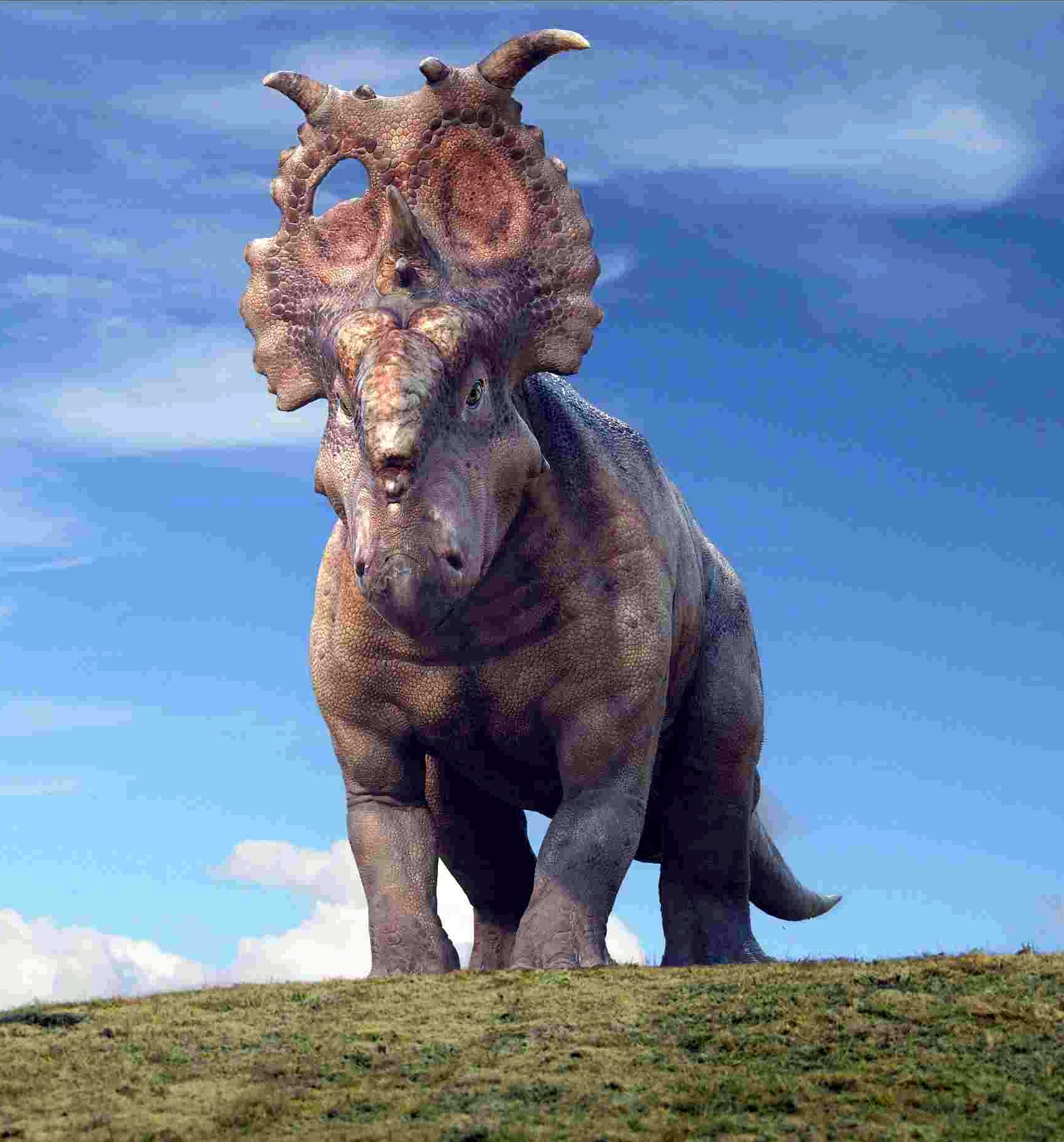 dinosaur with frill on head