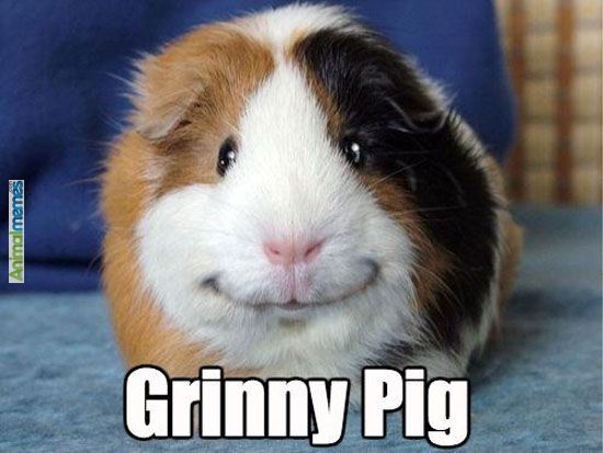 pig_hut's tweet photo. LOVE ME SOME PIGGY MEMES !!
.
.
#streamer #twitchstreamer #stream #twitchtv #streaming #guineapig #brothers #SupportSmallStreamers #twitch #twitchstreaming #livestream #followforfollow #f4ftwitch #gplove #follow #guineapiglove #memes #piggymemes #guineapigmemes #memesupreme https://t.co/pbC6YpgJlj