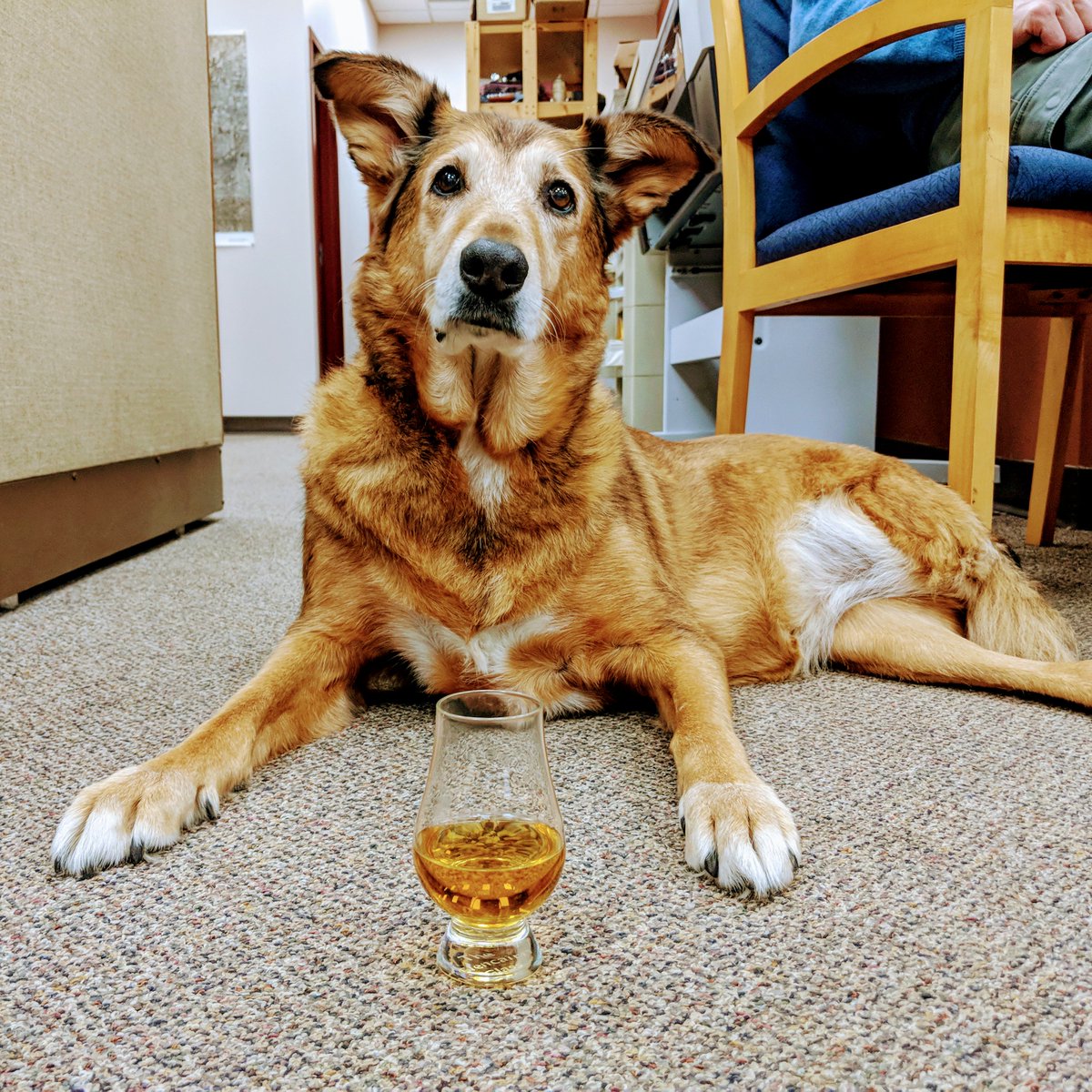 TheInternetCntr's tweet photo. After hours troubleshooting with our three legged senior staff. #yeg #outagereport #www #yegisp https://t.co/V9HO3TmFcC