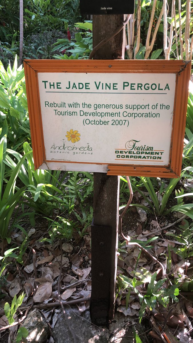 dterminemusic's tweet photo. The jade vine pergola...@Barbados!! https://t.co/hs1rJvWjgk