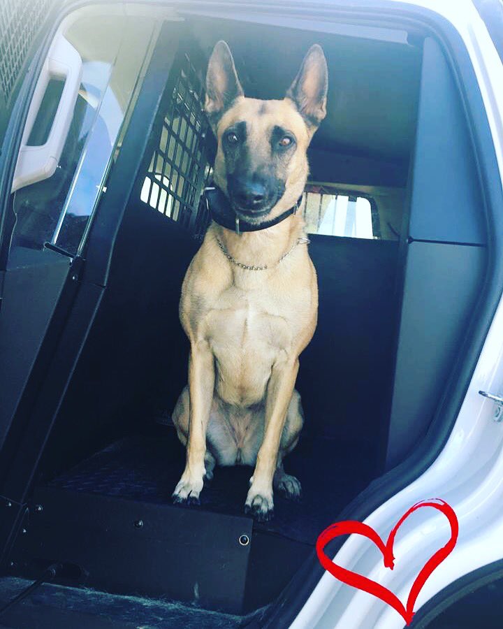 FriendsofBCSK9's tweet image. WE ARE 2 DAYS AWAY and K9 Halo is wondering if you have purchased your tickets yet for our annual fundraiser! We hope to see you there! Tickets available in advance at bcsk9.org