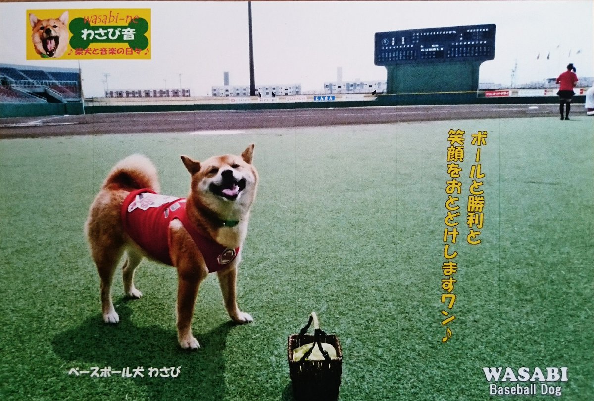 松井稼頭央選手に野本圭選手も 有名なプロ野球選手の相次ぐ引退報道 そして ついにベースボール犬 わさび も引退へ Togetter