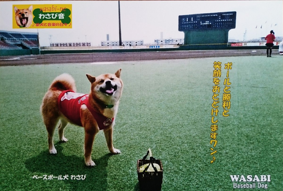 松井稼頭央選手に野本圭選手も 有名なプロ野球選手の相次ぐ引退報道 そして ついにベースボール犬 わさび も引退へ Togetter 松井稼頭央選手に野本圭選手も 有名なプロ野球選手の相次ぐ引退報道 そして ついにベースボール犬 わさび も引退へ Togetter