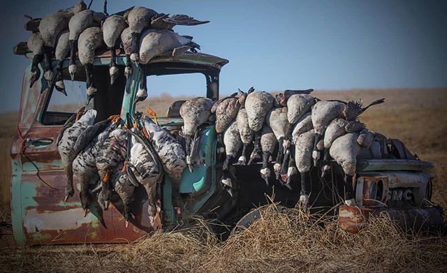 ProdigyBoats's tweet photo. I’d say that’s a pretty cool shoot to end the season last year. Any of you guys or girls up N stacking them up yet? @cody_grounds .
.
#goosehunting #makeapile #fieldprovencalls #prodigylife #yeti #tictoc #season #waterfowl #rigemright #aveshunting #decep… https://t.co/bHa9U5LzcR https://t.co/FfTQERfX1X