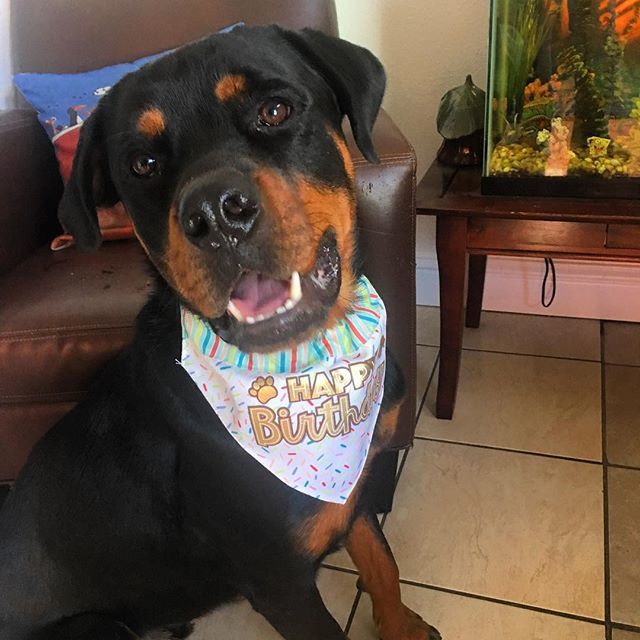 PetSitting2Dmax's tweet photo. Happy 1st Birthday to our dear Maxwell. ❤️ #dogsofinstagram #rottweilersofinstagram #rottie #birthdaygoals #birthdaypup #rottweiler #doggydaycamp https://t.co/jmxZsZWpNg https://t.co/NAw9fv4clk