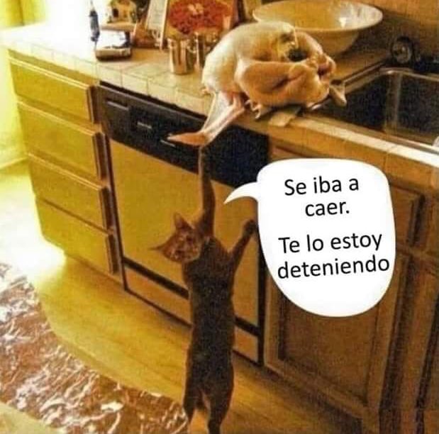 CatLoversMx's tweet photo. Así de nobles son los gatitos... https://t.co/QYY3x75Y6c
