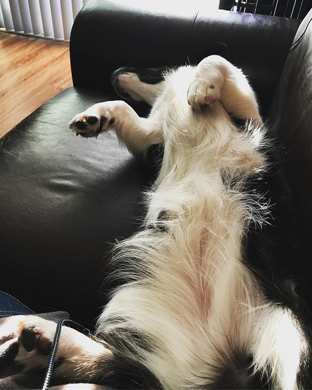 WhiskeyCorgi's tweet photo. Quick!! Get that dog on the charger! Battery is at 2%!! #ipupbattery - - -
- - -
#Puppy #corgiaddict #cardigan #corgi #dogsofinstagram #pnwcorgi #pnw #instadaily #wtf #dogslife #dogs #welshcardigancorgi #igdaily #sniffandbarkens #corgiplanet #corgipuppy … https://t.co/vbPv2qO9s9 https://t.co/RwDnZdmLTi