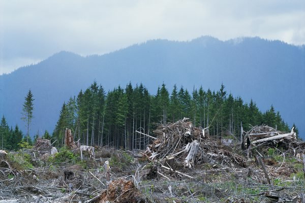 stopthechops's tweet photo. Deforestation takes away homes... https://t.co/3jm63EUOJb