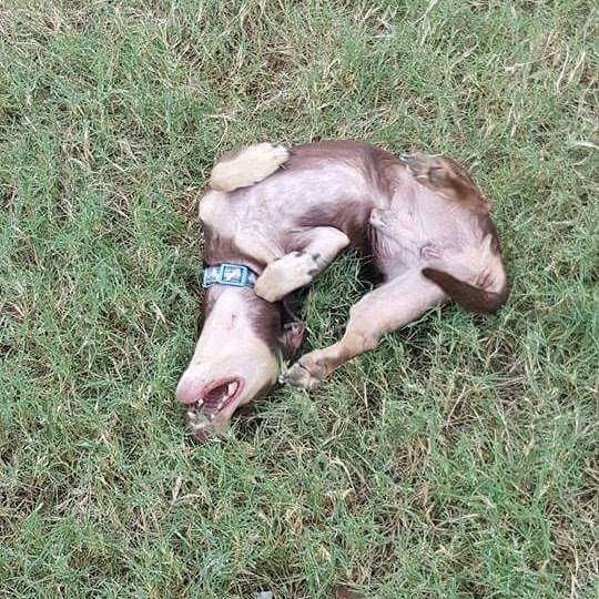 Melanie Smith tweet media