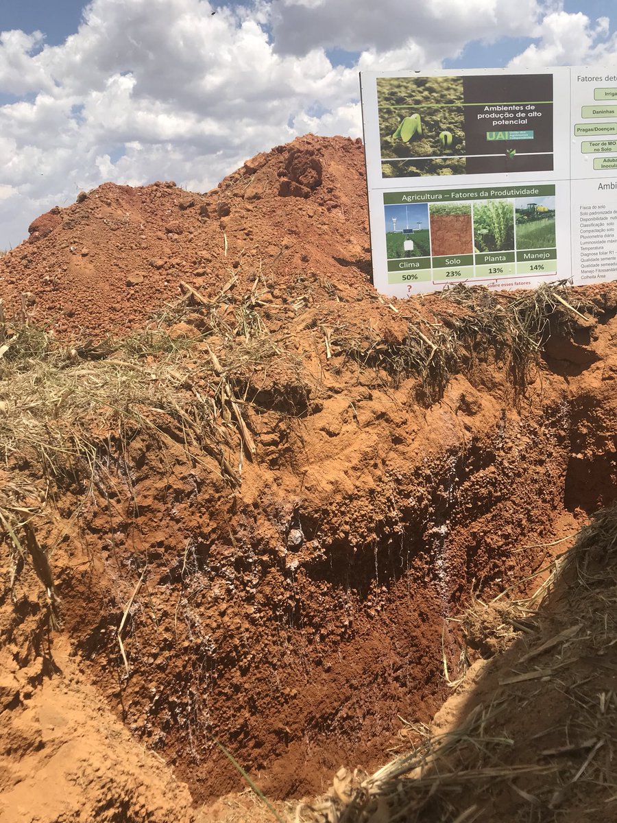 Soil and root health is critical to sustain crop yield. Land degradation in the Cerrado is a silent slow threat. #cerradomanifesto