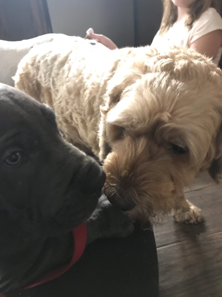 nmachasick's tweet photo. A little earlier then expected but our Mighty Ash is home. Intros went well though all the pets are figuring out what’s going on still. #lovemydogs #greatdane #firstnighthome #futureservicedog https://t.co/rlqBQoZd7t