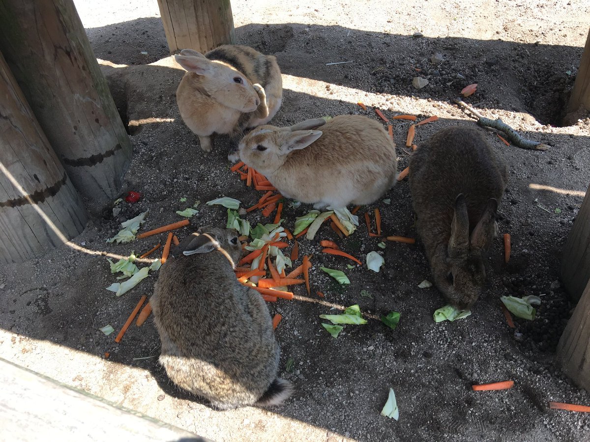 If you love rabbits or animals in general I recommend this beautiful Seto Inland Sea island

#大久野島 #うさぎ島 #okunoshima #rabbitisland #瀬戸内海 #広島県 #hiroshima #setoinlandsea