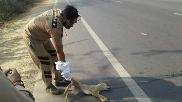 '#SafeRoadsSaveLives'
This initiative is taken by Revered Saint Dr.@Gurmeetramrahim Guru Ji in which we should clean and side dead animals from the road, or any roadblocks so that anybody shouldn't be the victim of that.