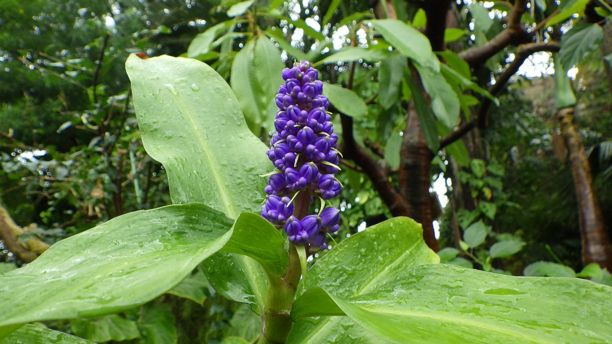 新潟県立植物園 Twitter ನಲ ಲ もうすぐブルージンジャーの花が咲きそうです 蕾がたくさんついている状態です 花は鮮やかな青紫色で 小さなツユクサに似た花が集まって咲きます 開花が楽しみです 熱帯植物ドームにまた一つ青系の花が加わりますよ