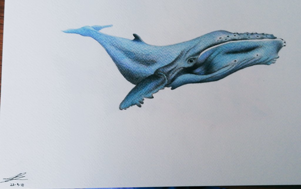 K_L_YoRd's tweet photo. También hice una ballena jorobada 😍 https://t.co/sJEOGv2EUP