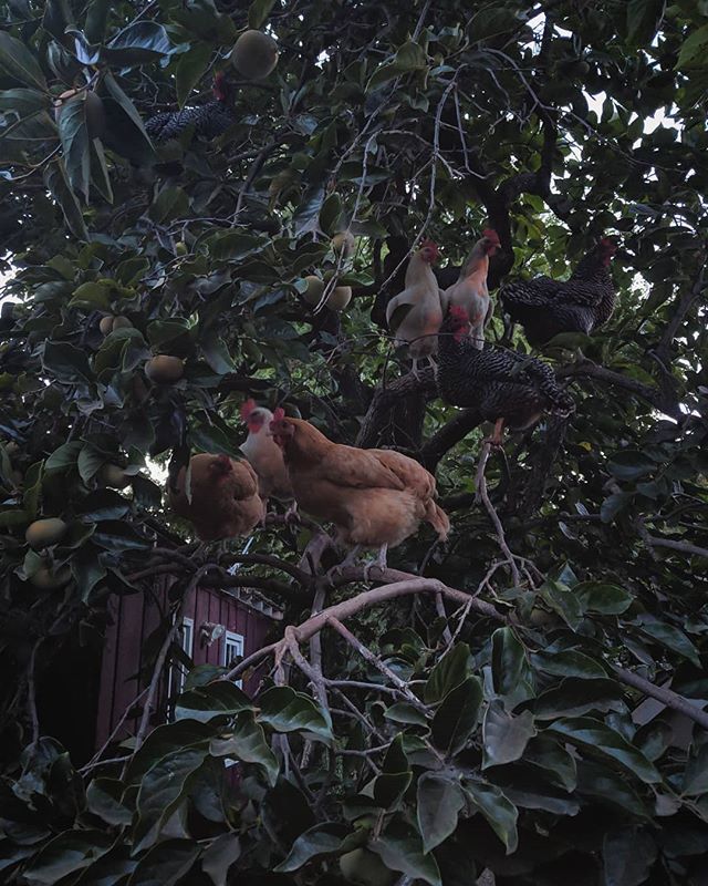 JackSamuelWinks's tweet photo. All my chickens have come home to roost or something
.
.
.
.
.
#chicken #chickens #persimmontree #lekkerzine #rentalmag #filmphotographic #ifyouleavestagram #ifyouleave #stopmag #noicemag #oftheafternoon #paradisexmagazine #lensculture #california #sacra… https://t.co/KMsHeKCUgU https://t.co/27EcPWj817
