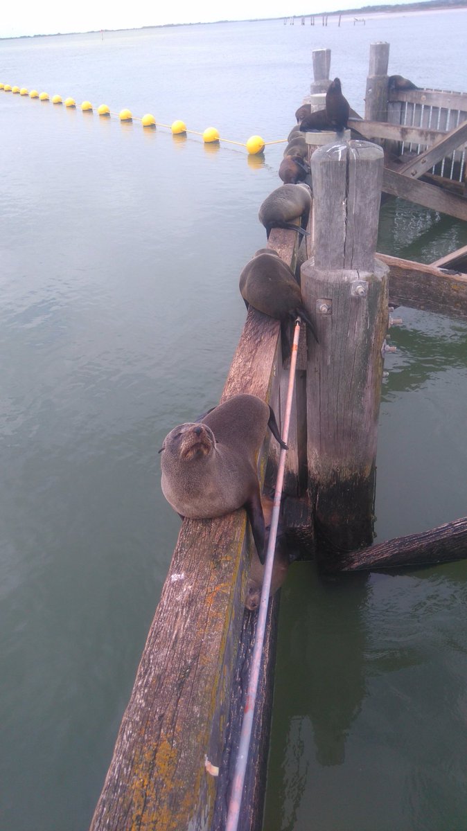Will_Higgisson's tweet photo. Goolwa barrage, fishway, and some happy seals. End of the Murray system field trip, thanks #AFSS2018 https://t.co/CZurapnXwa