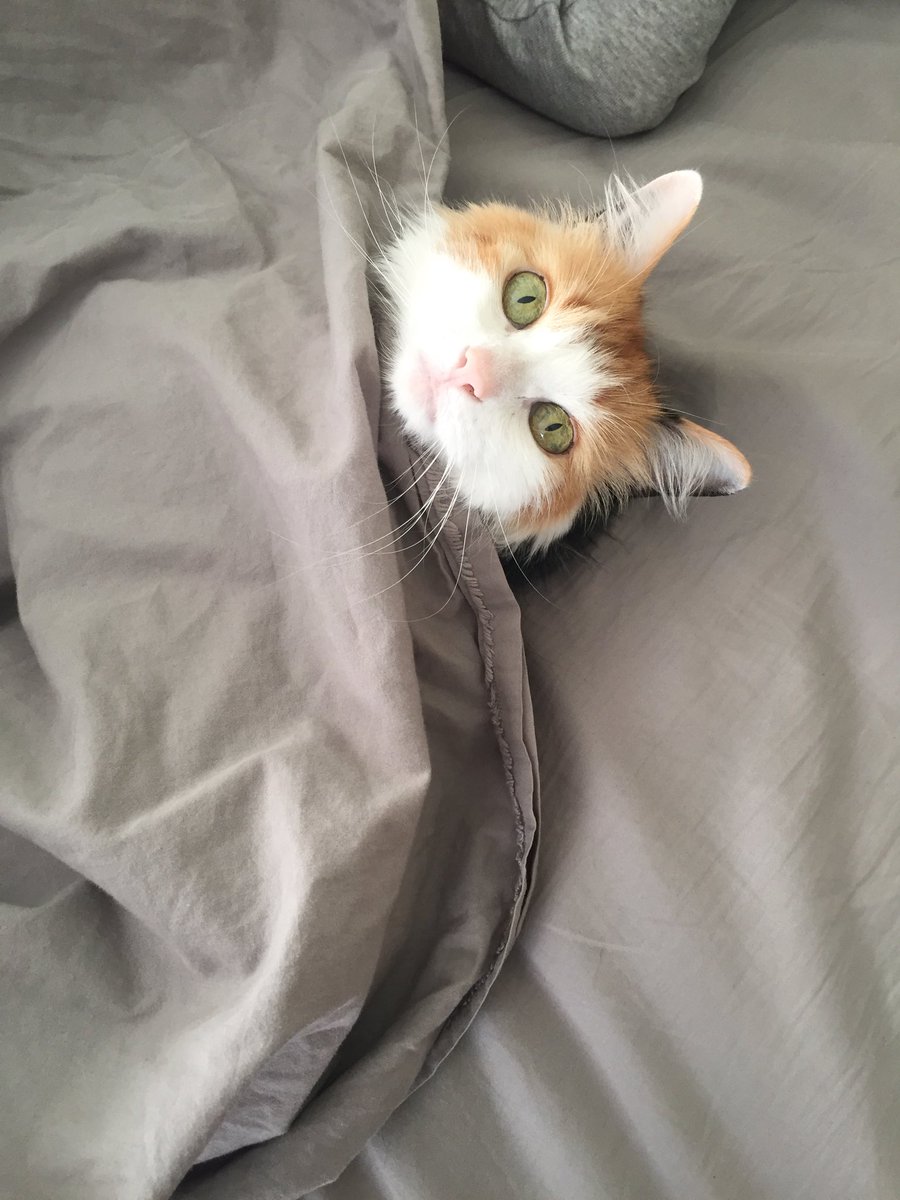 sarcasmuch13's tweet photo. Ending the day with some Baby-Baby moments... and definitely some snuggle time.

#EndingOnAGoodNote
#TheSnuggleIsReal
#CatsOfTwitter https://t.co/VYKoAVcMDO