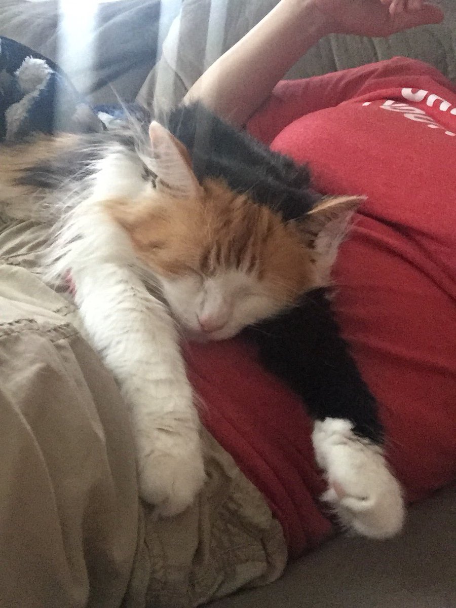 sarcasmuch13's tweet photo. Ending the day with some Baby-Baby moments... and definitely some snuggle time.

#EndingOnAGoodNote
#TheSnuggleIsReal
#CatsOfTwitter https://t.co/VYKoAVcMDO