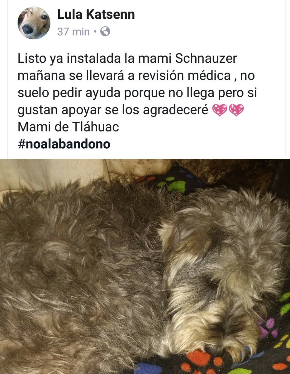 KatsenLula's tweet photo. Uno más de nuestros rescates , hembra Schnauzer encontrada en Tláhuac colonia del mar , ya en resguardo , ayúdanos con tus donativos todos los domingos en parque México colonia condesa ,de 12 a 6 pm 
@adoptanocompres https://t.co/ELX2S6ZQFC