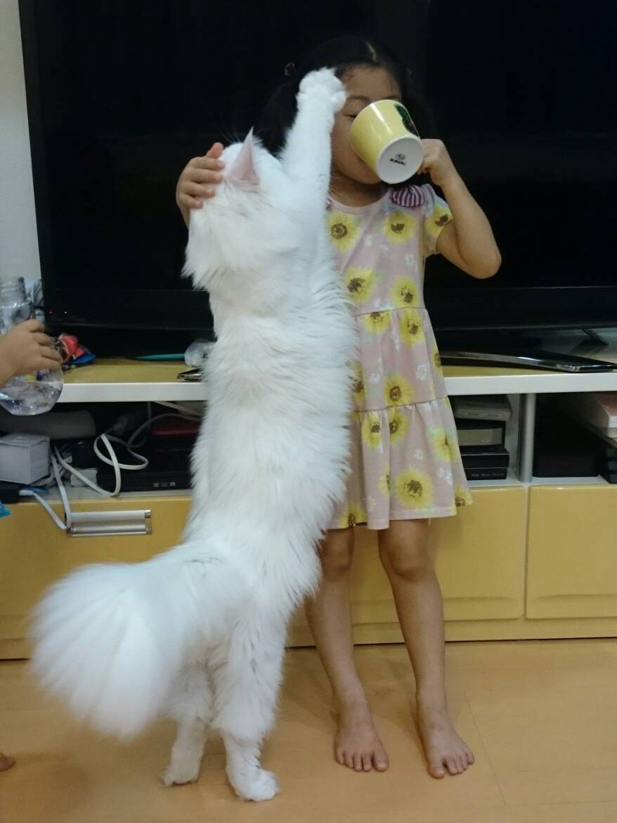 何をされても怒りません 広 い心で赤ちゃんと遊ぶ猫さんの優しさにほっこり Fundo