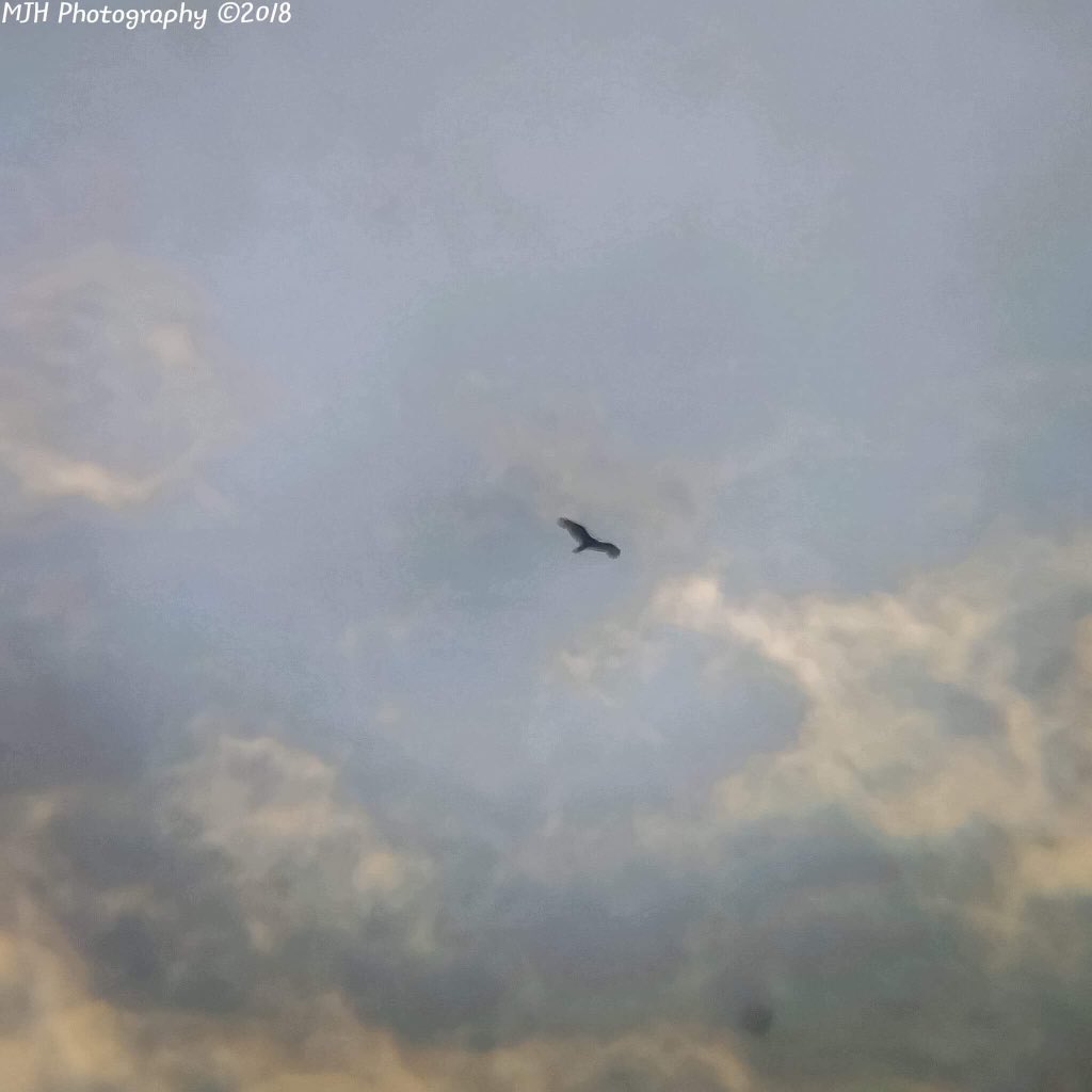 Turkey Vultures 9/26/18