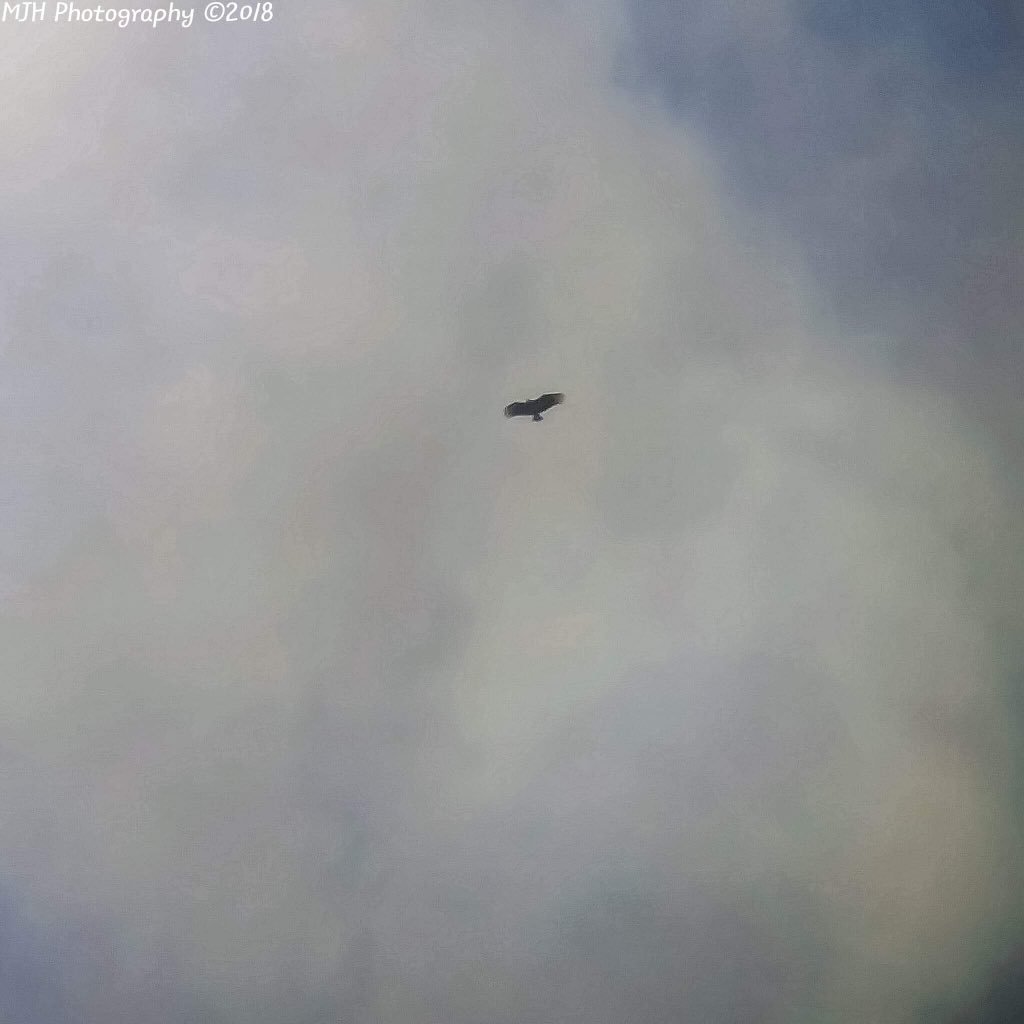 Turkey Vultures 9/26/18