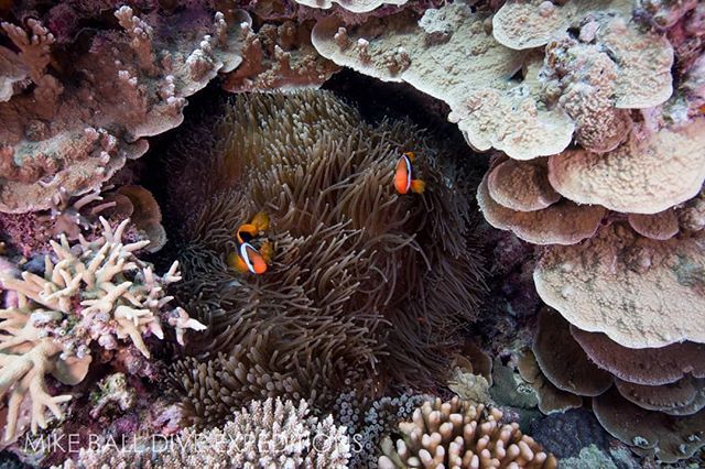 Seen some incredible recovery of bleached areas over the past two years... here's hoping our strong reef doesn't get slammed too hard this summer! #exploreTNQ #thisisqueensland #thisismyparadise #seeaustralia #experienceoz #canonaustralia

<a href="/australia/">Australia</a> <a href="/qu/">qu</a>… ift.tt/2OelwlM