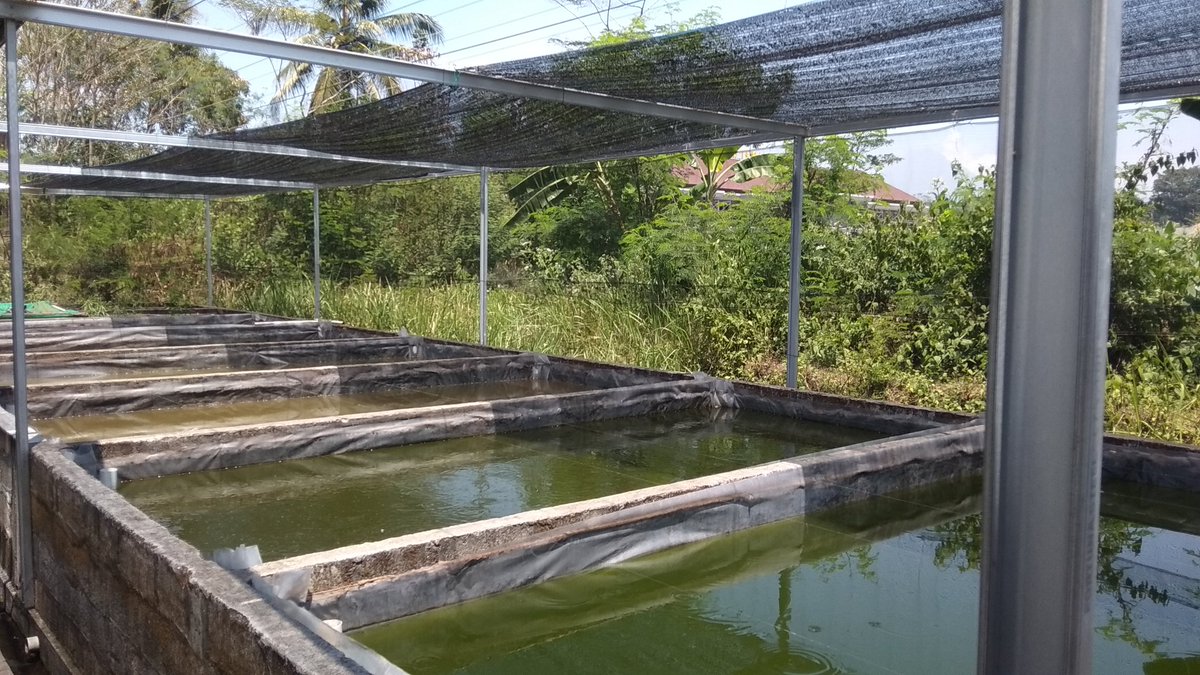 Temanggung Fisheries Extension tweet media